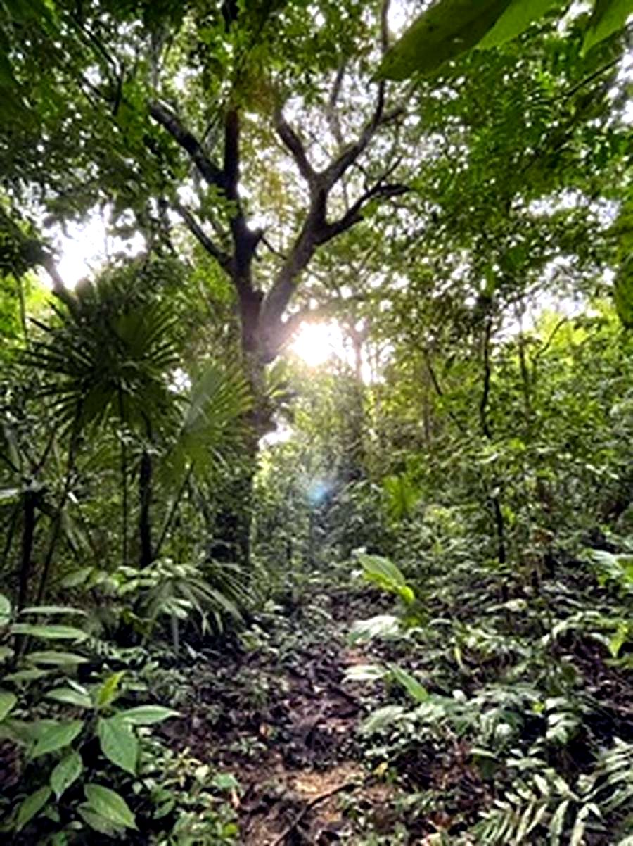 Sunlight through Colombian jungle canopy